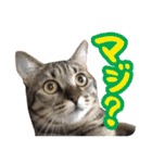 猫のななちゃんスタンプ（個別スタンプ：10）