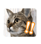 猫のななちゃんスタンプ（個別スタンプ：11）