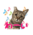 猫のななちゃんスタンプ（個別スタンプ：12）