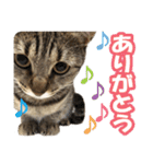 猫のななちゃんスタンプ（個別スタンプ：13）