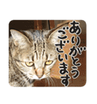 猫のななちゃんスタンプ（個別スタンプ：14）