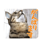 猫のななちゃんスタンプ（個別スタンプ：15）