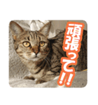 猫のななちゃんスタンプ（個別スタンプ：16）
