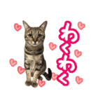 猫のななちゃんスタンプ（個別スタンプ：17）