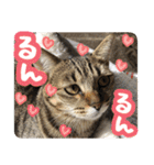 猫のななちゃんスタンプ（個別スタンプ：18）