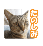 猫のななちゃんスタンプ（個別スタンプ：20）