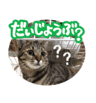 猫のななちゃんスタンプ（個別スタンプ：21）