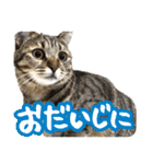 猫のななちゃんスタンプ（個別スタンプ：22）
