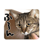 猫のななちゃんスタンプ（個別スタンプ：23）
