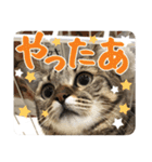 猫のななちゃんスタンプ（個別スタンプ：25）