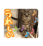 猫のななちゃんスタンプ（個別スタンプ：26）