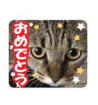 猫のななちゃんスタンプ（個別スタンプ：27）