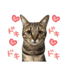 猫のななちゃんスタンプ（個別スタンプ：28）
