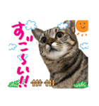 猫のななちゃんスタンプ（個別スタンプ：29）