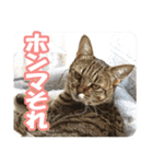猫のななちゃんスタンプ（個別スタンプ：30）
