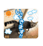 猫のななちゃんスタンプ（個別スタンプ：31）
