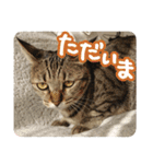 猫のななちゃんスタンプ（個別スタンプ：32）