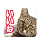 猫のななちゃんスタンプ（個別スタンプ：33）