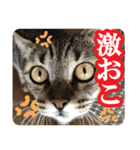猫のななちゃんスタンプ（個別スタンプ：34）
