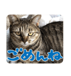 猫のななちゃんスタンプ（個別スタンプ：35）