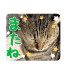 猫のななちゃんスタンプ（個別スタンプ：36）