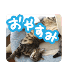 猫のななちゃんスタンプ（個別スタンプ：37）
