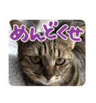 猫のななちゃんスタンプ（個別スタンプ：38）