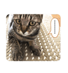 猫のななちゃんスタンプ（個別スタンプ：39）