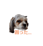 キャバシーズー・ノアのスタンプ3（個別スタンプ：4）