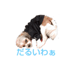 キャバシーズー・ノアのスタンプ3（個別スタンプ：5）
