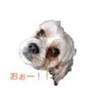 キャバシーズー・ノアのスタンプ3（個別スタンプ：6）