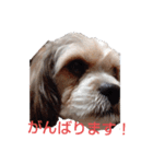 キャバシーズー・ノアのスタンプ3（個別スタンプ：8）