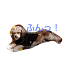 キャバシーズー・ノアのスタンプ3（個別スタンプ：15）