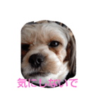 キャバシーズー・ノアのスタンプ3（個別スタンプ：16）