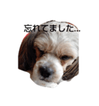 キャバシーズー・ノアのスタンプ3（個別スタンプ：28）