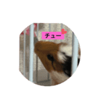 モルモットのゴマ（個別スタンプ：3）