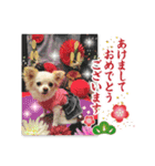 チワワももちゃん 年賀・正月・クリスマス（個別スタンプ：1）