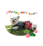 チワワももちゃん 年賀・正月・クリスマス（個別スタンプ：3）