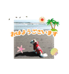 チワワももちゃん 年賀・正月・クリスマス（個別スタンプ：5）
