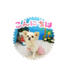 チワワももちゃん 年賀・正月・クリスマス（個別スタンプ：6）