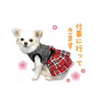 チワワももちゃん 年賀・正月・クリスマス（個別スタンプ：11）