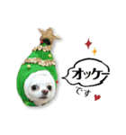 チワワももちゃん 年賀・正月・クリスマス（個別スタンプ：13）
