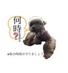 我が家のあろはちゃん❸（個別スタンプ：2）