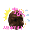 我が家のあろはちゃん❸（個別スタンプ：8）