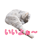 うちのにゃんにゃんスタンプ2（個別スタンプ：3）