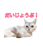 うちのにゃんにゃんスタンプ2（個別スタンプ：5）