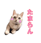 うちのにゃんにゃんスタンプ2（個別スタンプ：6）