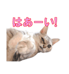 うちのにゃんにゃんスタンプ2（個別スタンプ：9）