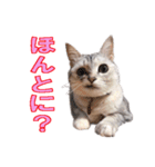うちのにゃんにゃんスタンプ2（個別スタンプ：10）