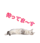 うちのにゃんにゃんスタンプ2（個別スタンプ：12）